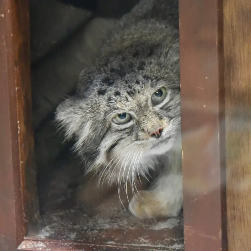 恩賜上野動物園のクリョンの写真