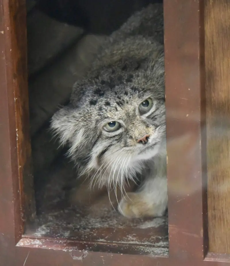 恩賜上野動物園のクリョンの写真