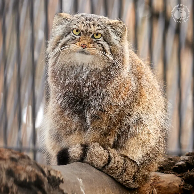 ノヴォシビルスク動物園のイヴの写真