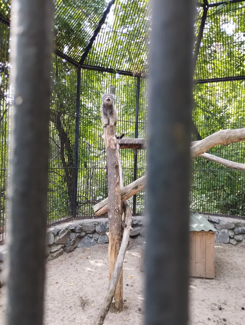 ノヴォシビルスク動物園のマヌルネコの写真