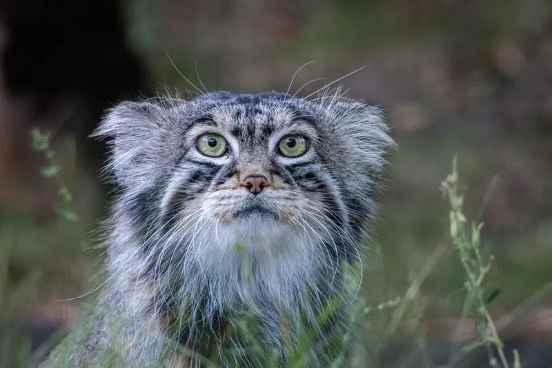 モスクワ動物園のティモフェイの写真