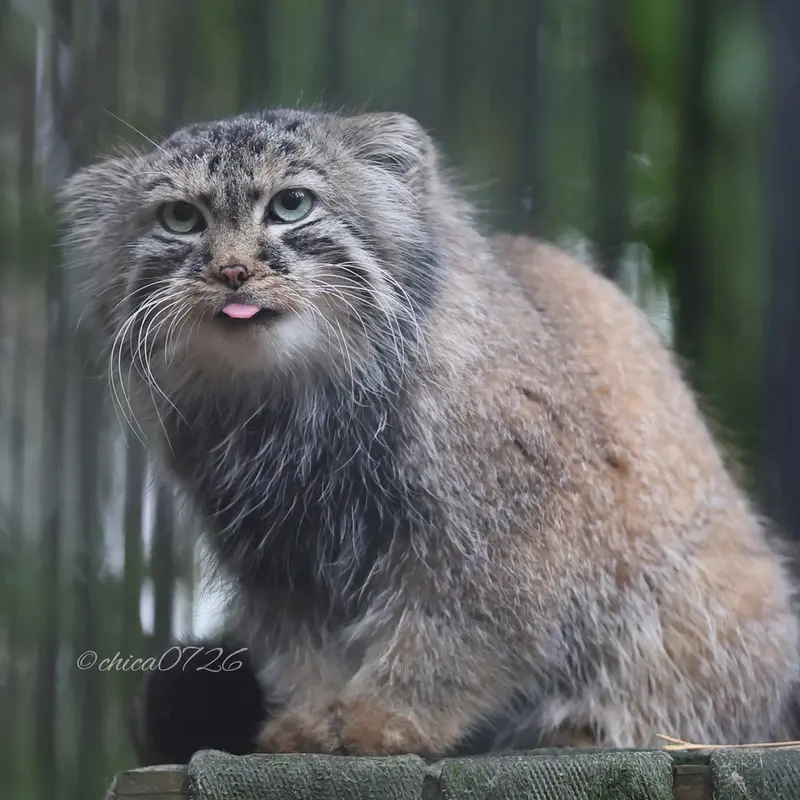 ノヴォシビルスク動物園のガビの写真