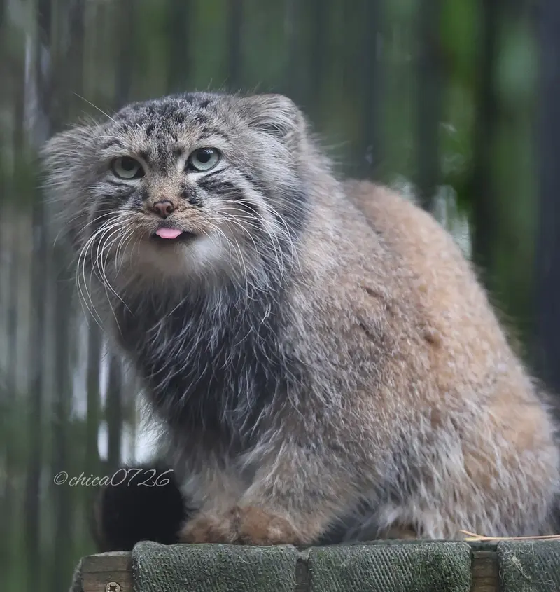 ノヴォシビルスク動物園のガビの写真