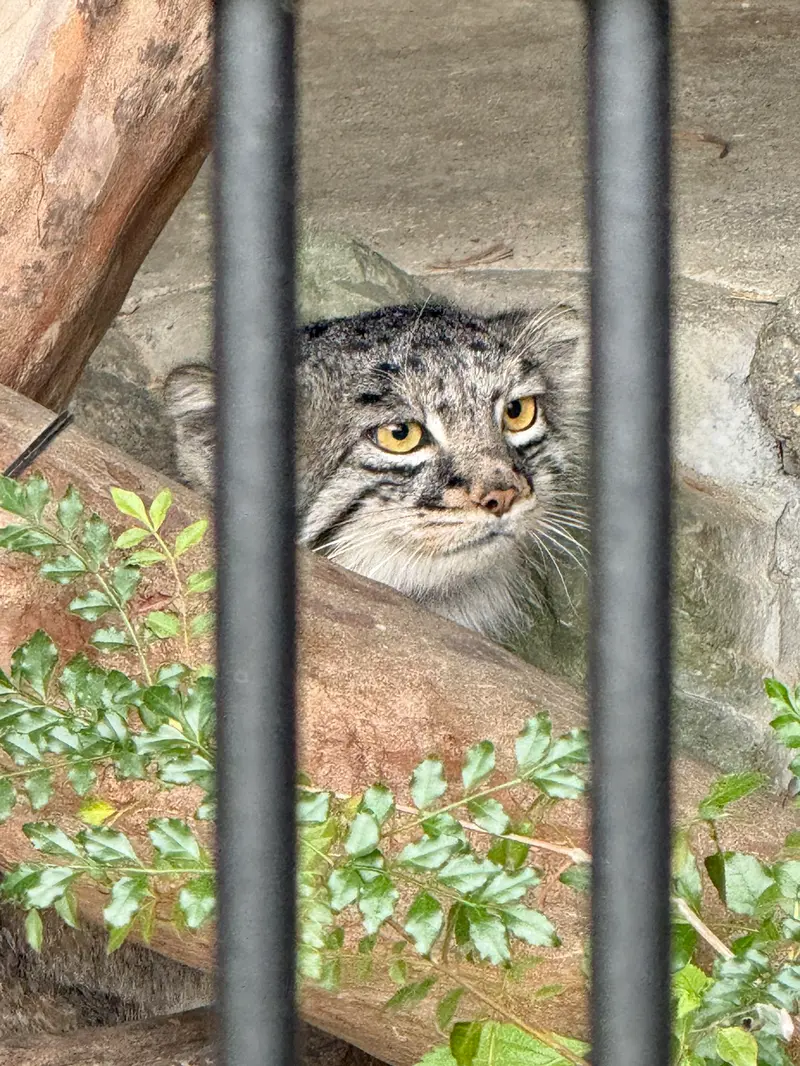 ごかつら池どうぶつパークのメイの写真
