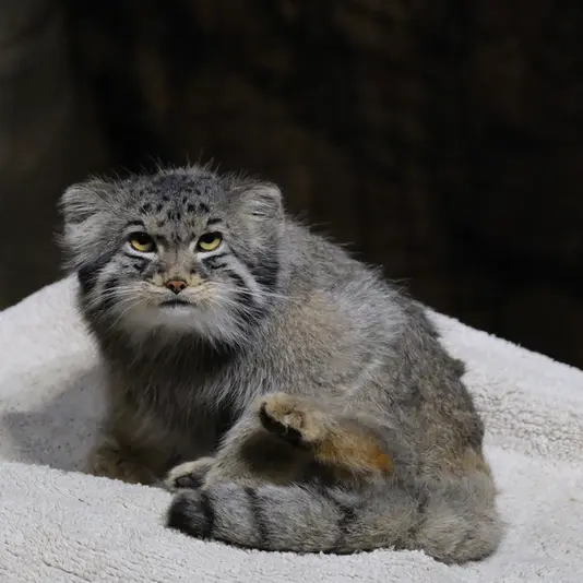 ブルックフィールド動物園シカゴのヨハンの写真