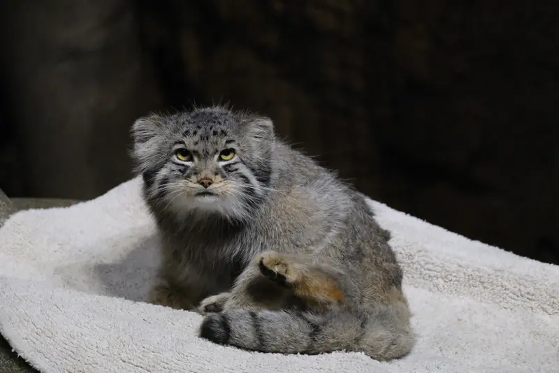 ブルックフィールド動物園シカゴのヨハンの写真