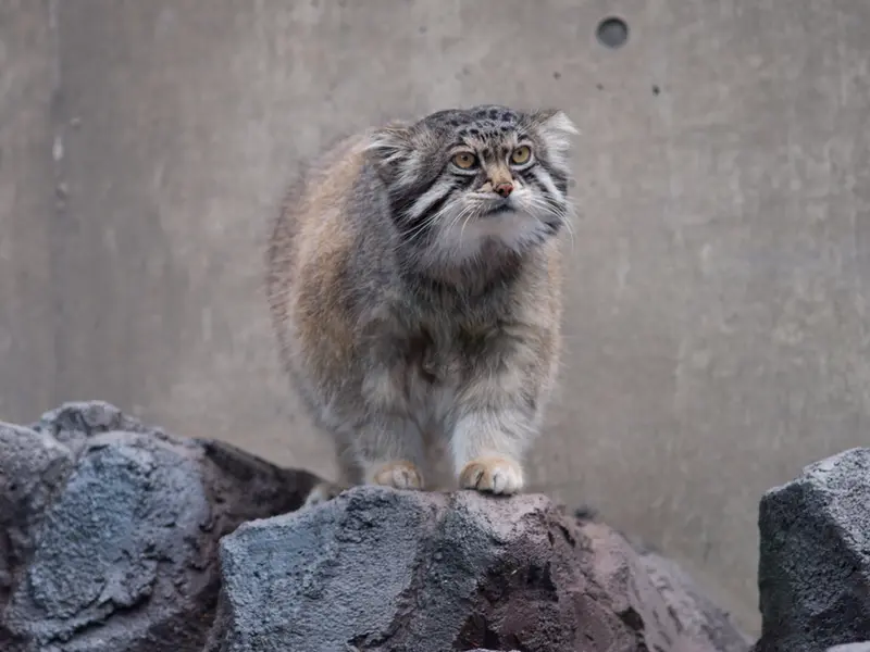 旭山動物園のグルーシャの写真