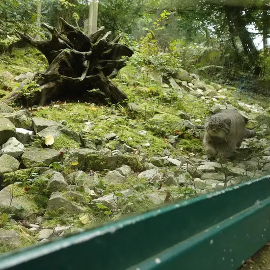 オペル動物園のバトゥの写真