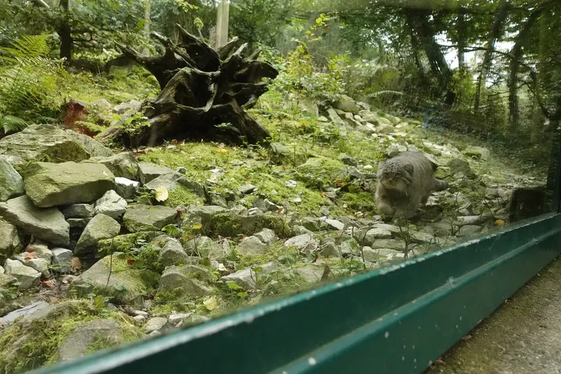 オペル動物園のバトゥの写真