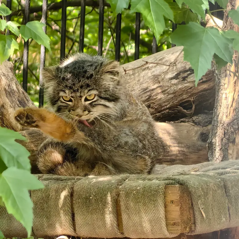 ノヴォシビルスク動物園のスキフの写真
