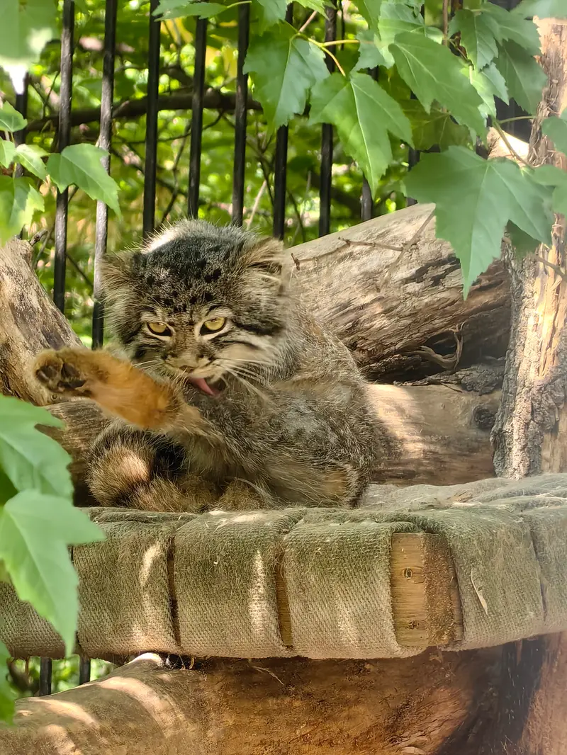 ノヴォシビルスク動物園のスキフの写真