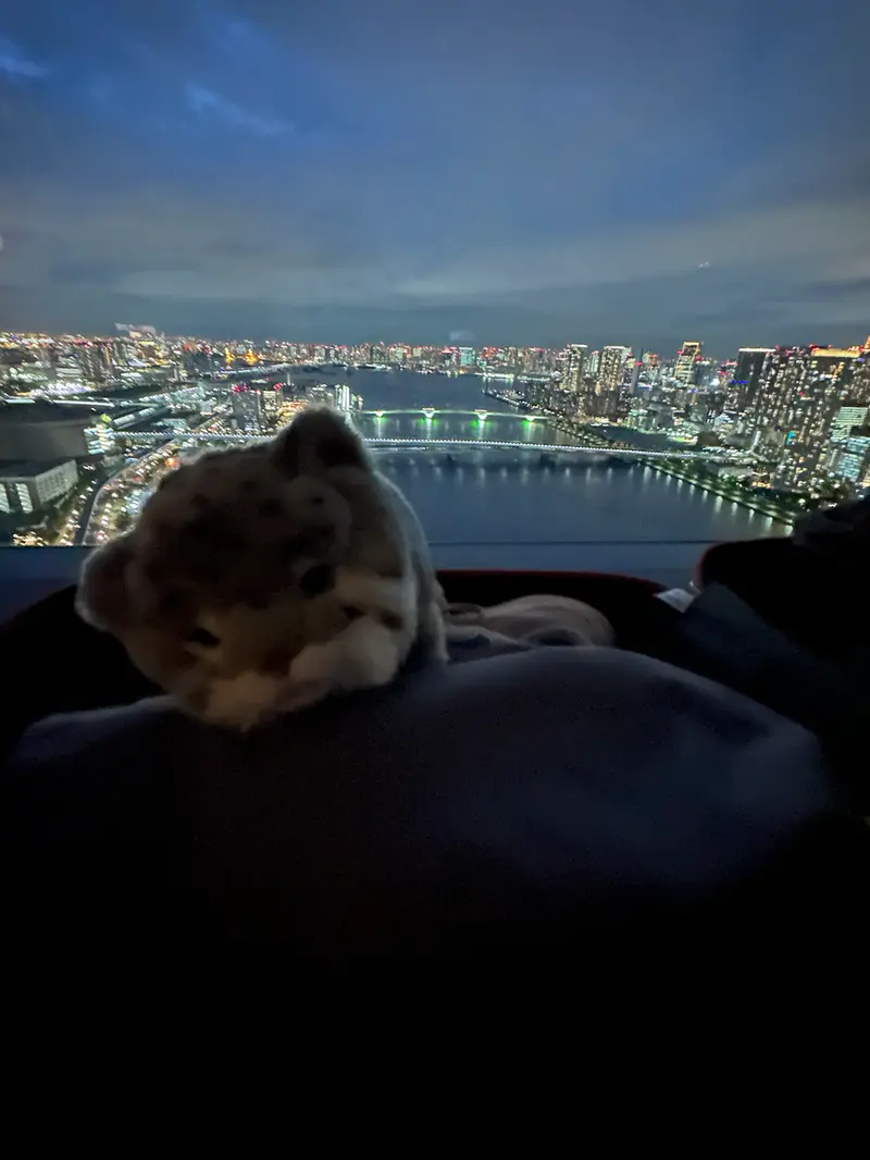 マヌルネコの写真