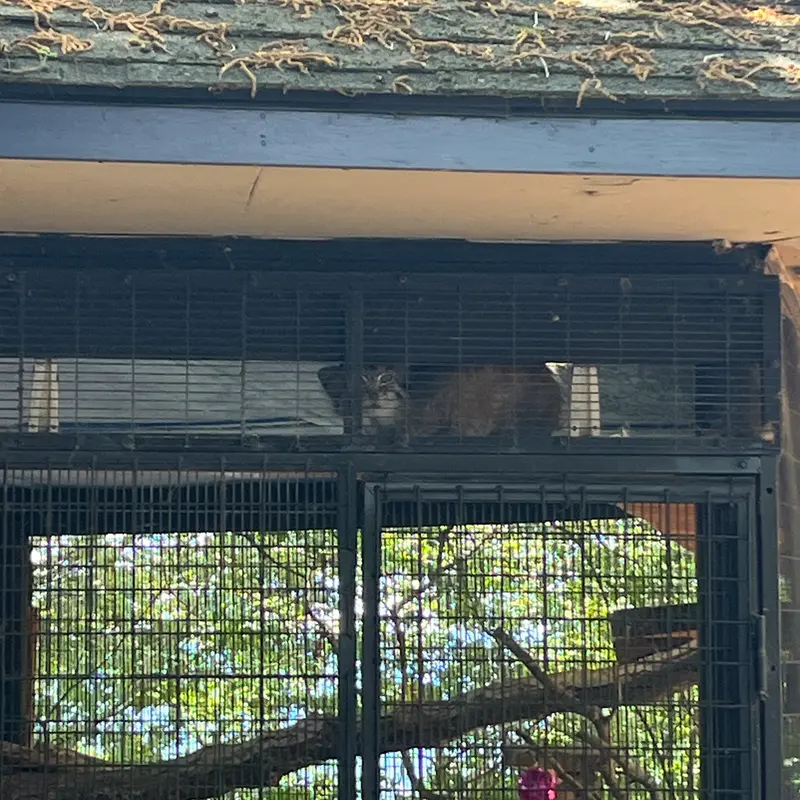 ミル・マウンテン動物園のノルブの写真
