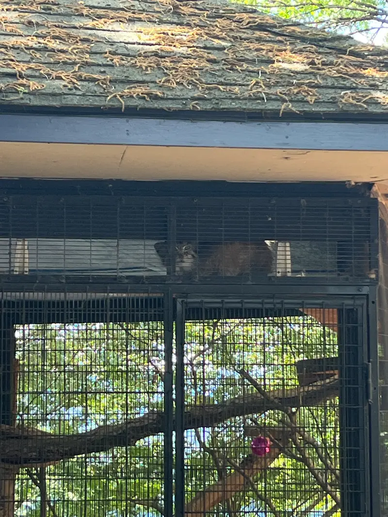 ミル・マウンテン動物園のノルブの写真