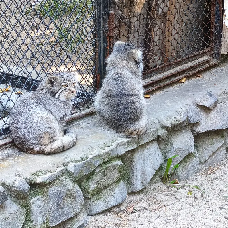 ノヴォシビルスク動物園のイヴの子（2026年生まれ）Ⅱとイヴの子（2026年生まれ）Ⅳの写真