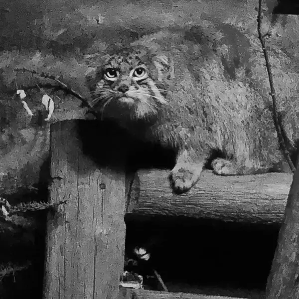 スペリオル湖動物園のパブの写真