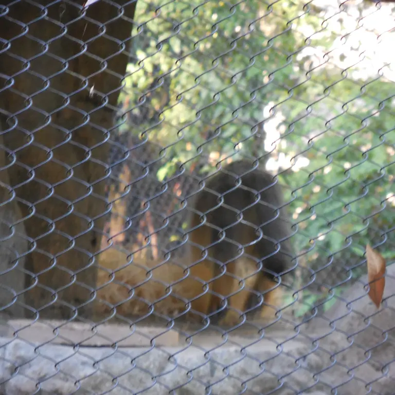 ウッドランド・パーク動物園のグースの写真