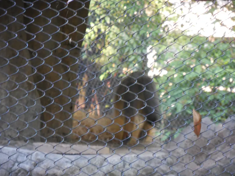 ウッドランド・パーク動物園のグースの写真