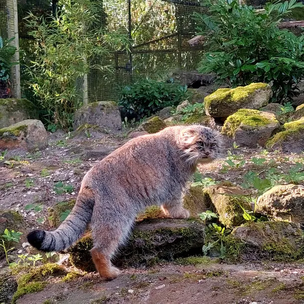 ロッテルダム動物園のコタの写真