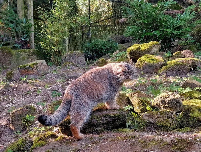 ロッテルダム動物園のコタの写真