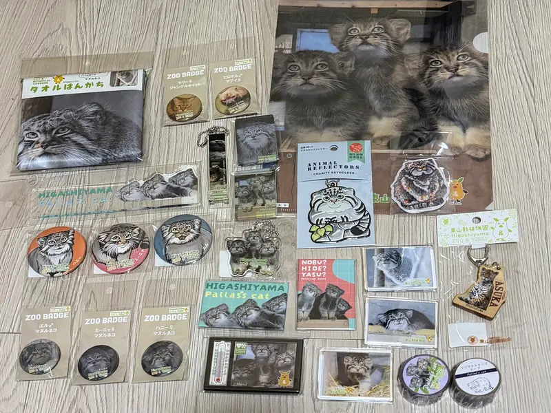 マヌルネコの写真