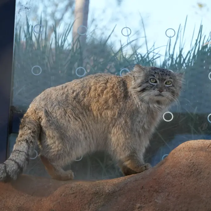 プラハ動物園のスパイの写真