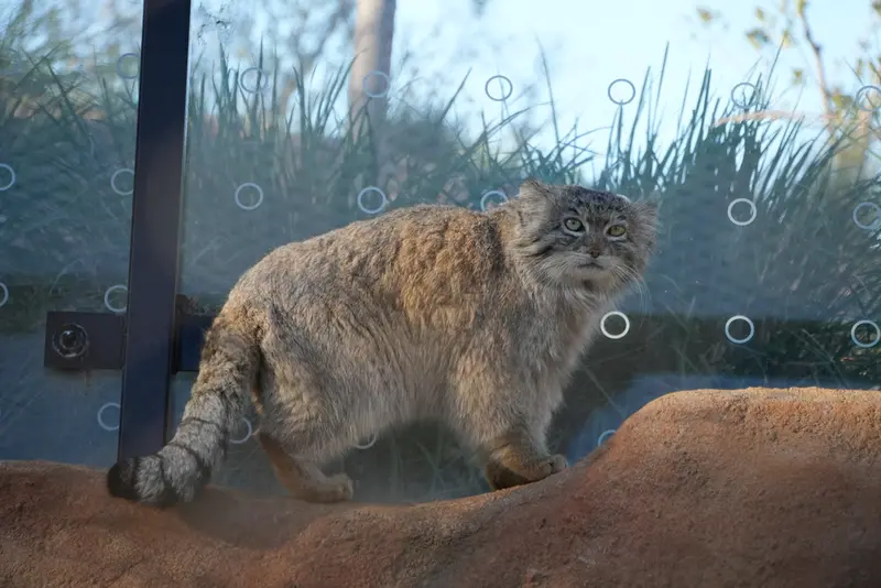 プラハ動物園のスパイの写真