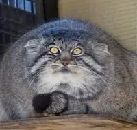 マヌルネコの写真