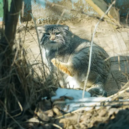 青海チベット高原野生動物園のスン・シャオマンの写真