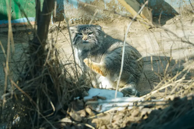 青海チベット高原野生動物園のスン・シャオマンの写真