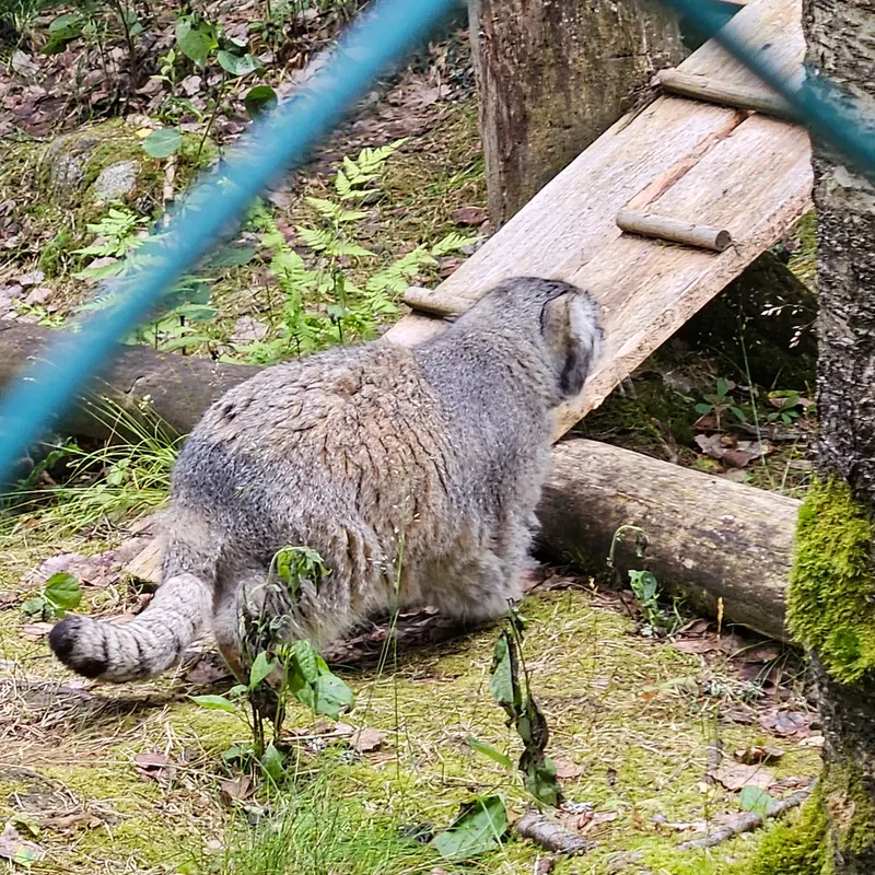ラヌア動物園のモルッティの写真