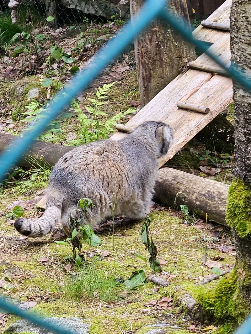 ラヌア動物園のモルッティの写真