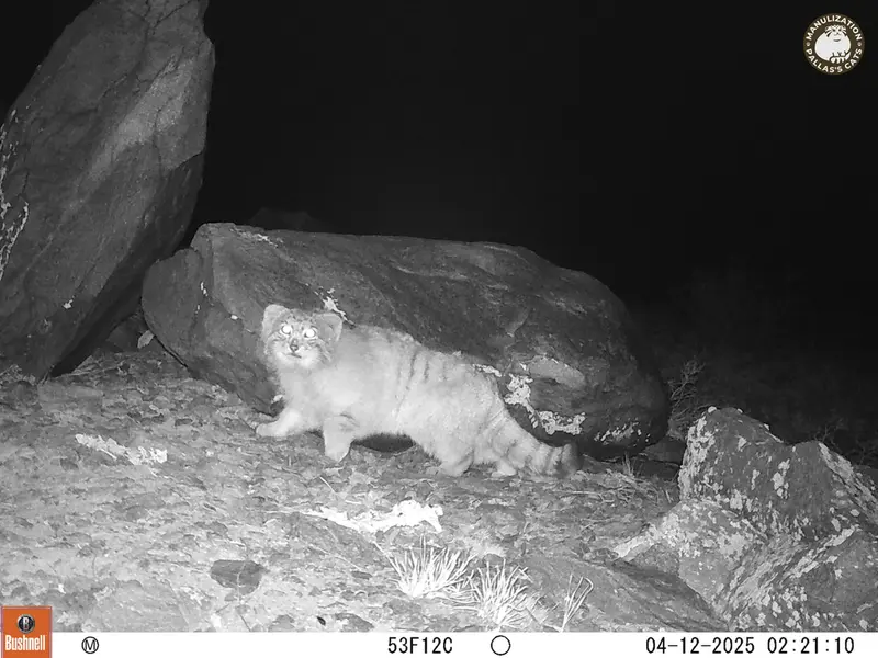コシュカルカメラトラップで撮影したOtocolobus manul manulの写真
