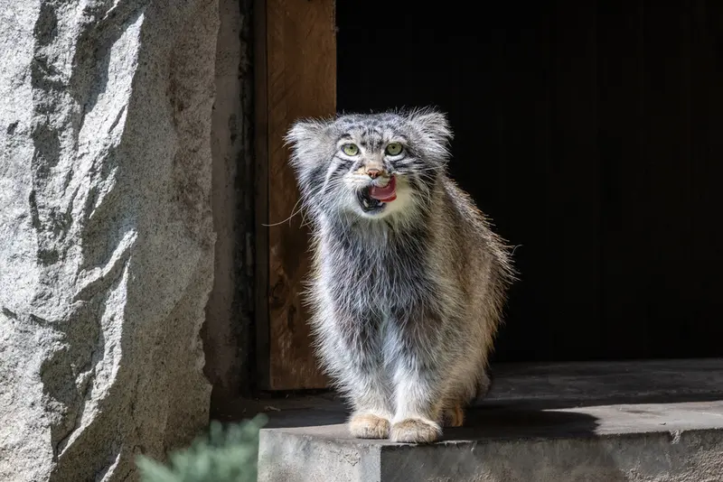 モスクワ動物園のティモフェイの写真