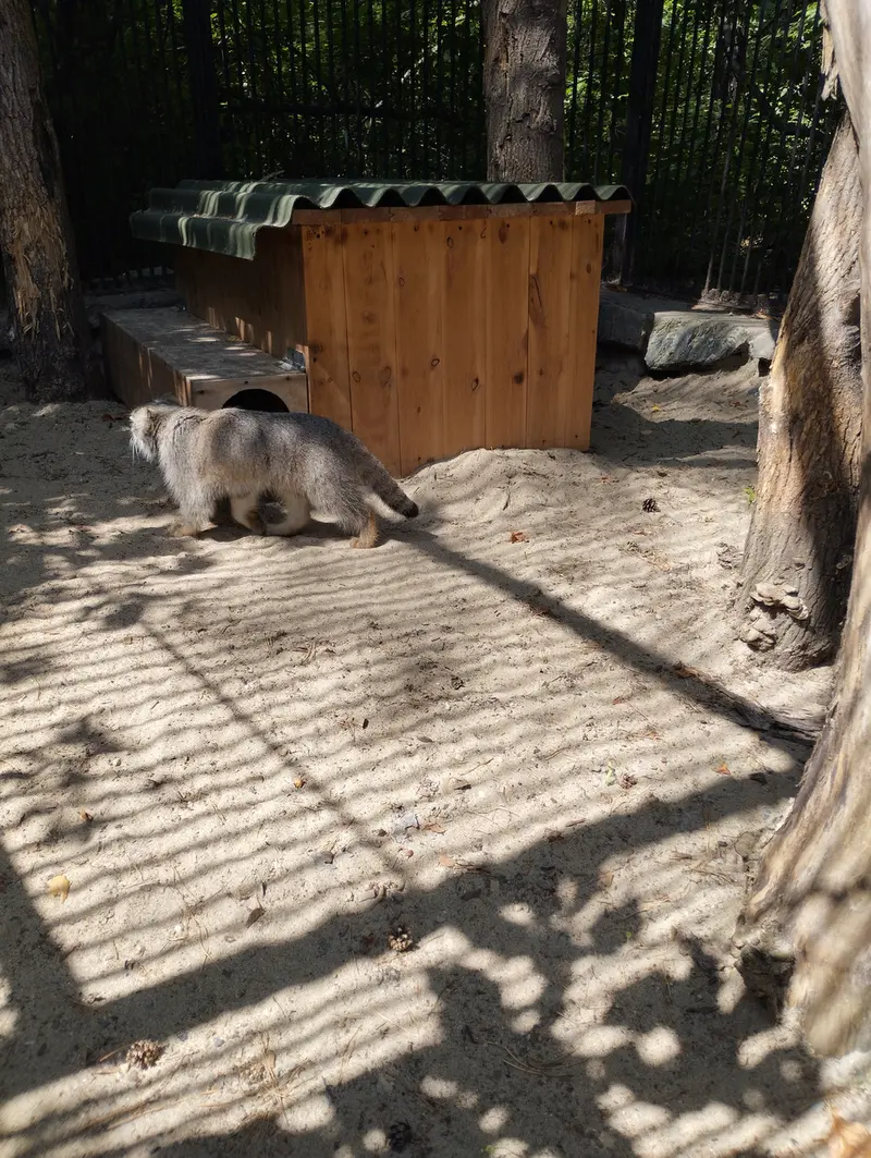 ノヴォシビルスク動物園のマヌルネコの写真