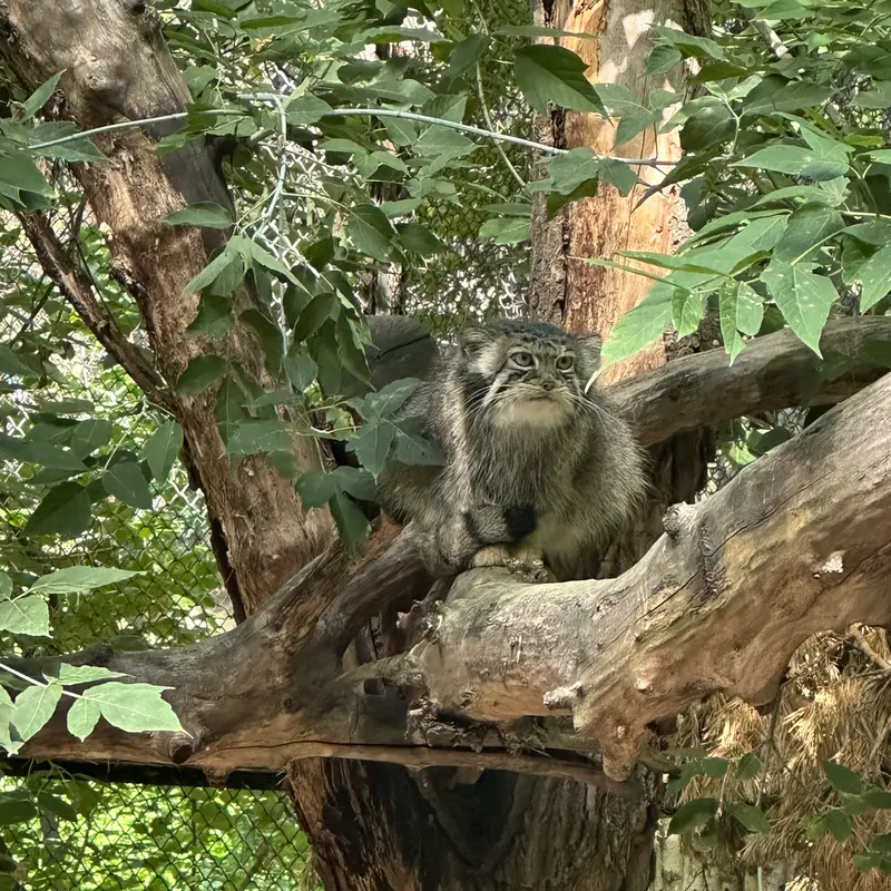ノヴォシビルスク動物園のイヴの写真
