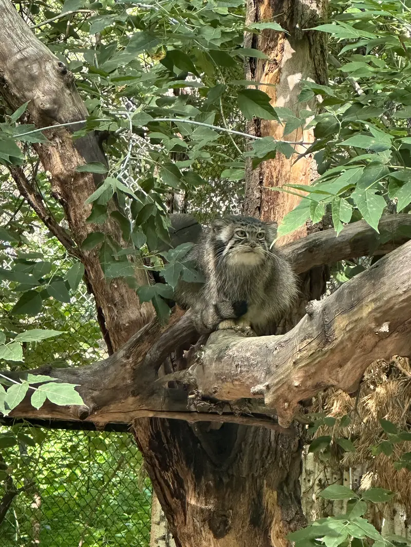 ノヴォシビルスク動物園のイヴの写真