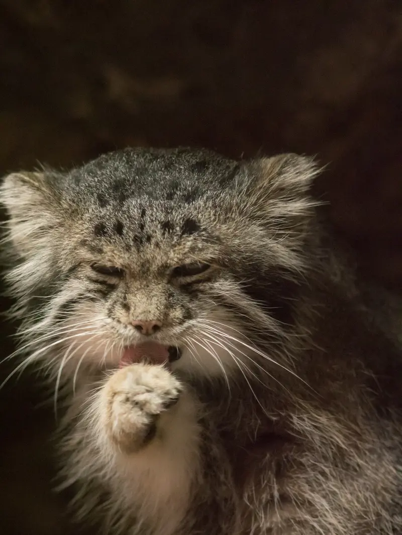 恩賜上野動物園のクリョンの写真