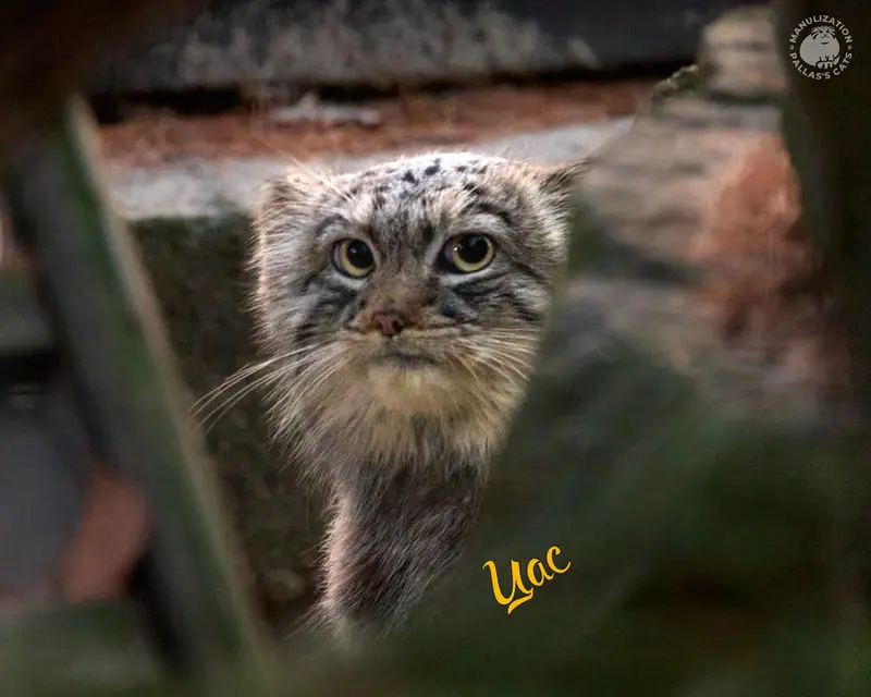 クラクフ動物園のツァスの写真