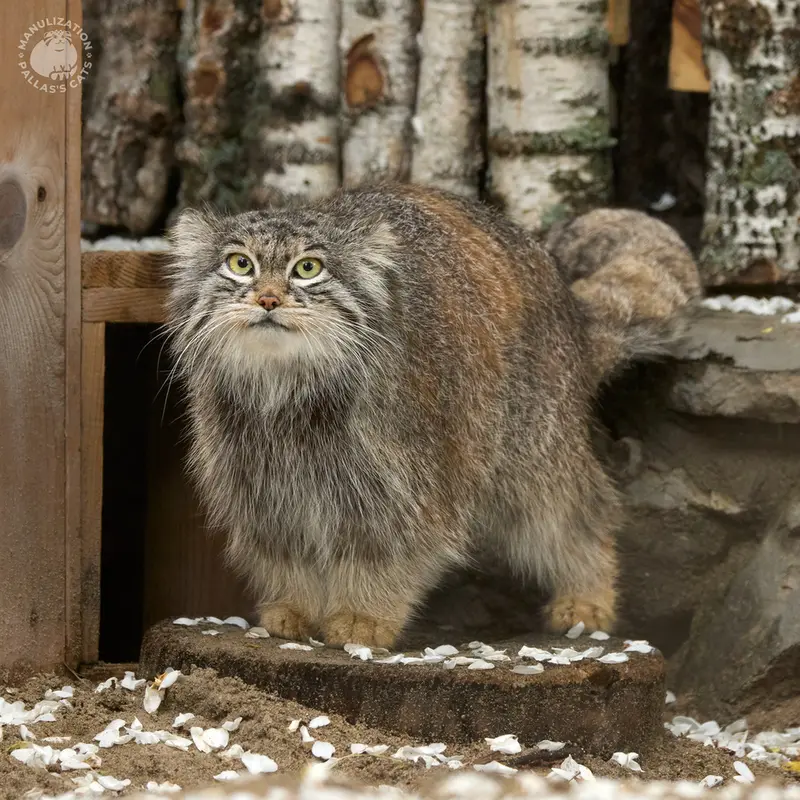 ノヴォシビルスク動物園のスネジンカの写真