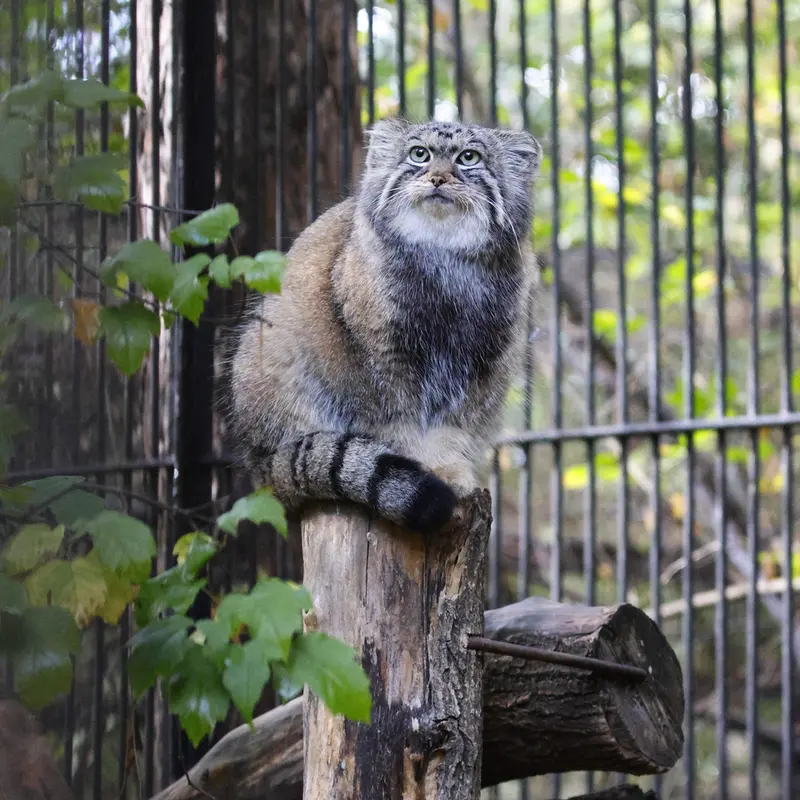 ノヴォシビルスク動物園のアーニャの写真