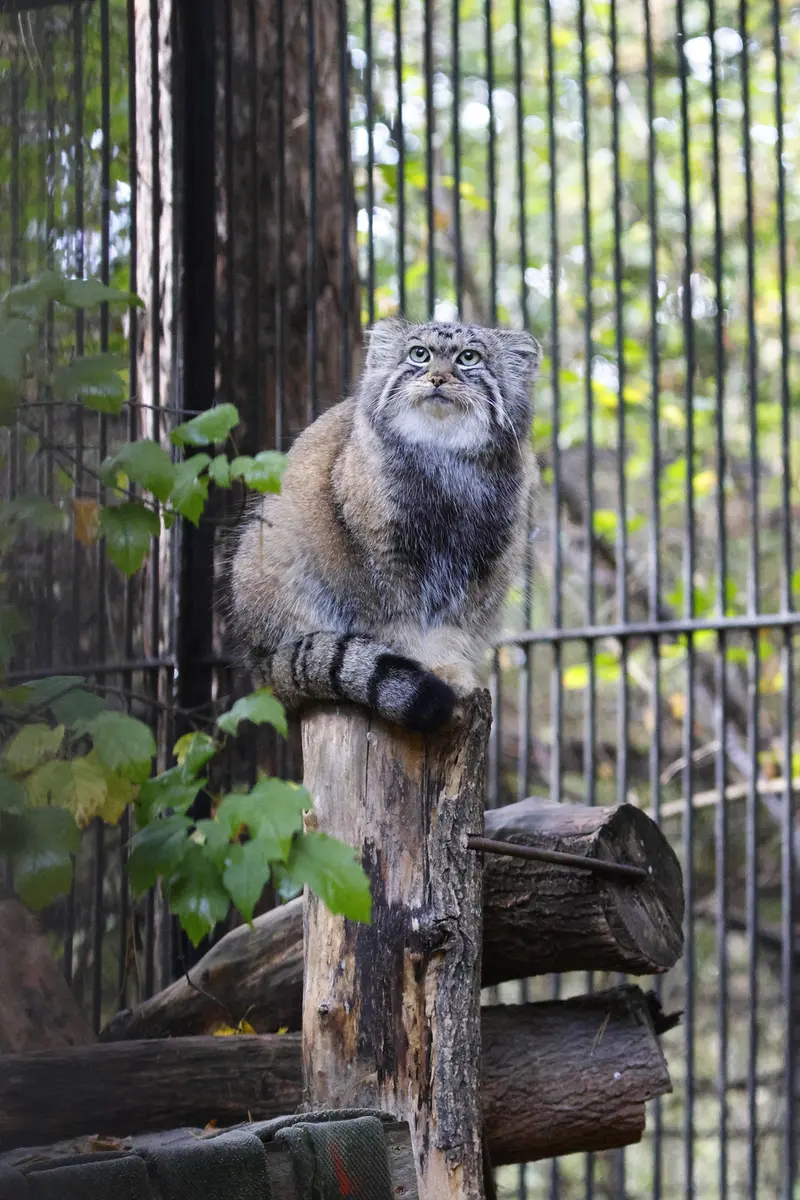 ノヴォシビルスク動物園のアーニャの写真