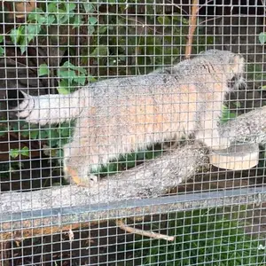 レニングラード動物園のスヴェンの写真