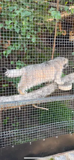レニングラード動物園のスヴェンの写真