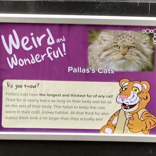 バナム動物園のマヌルネコの写真