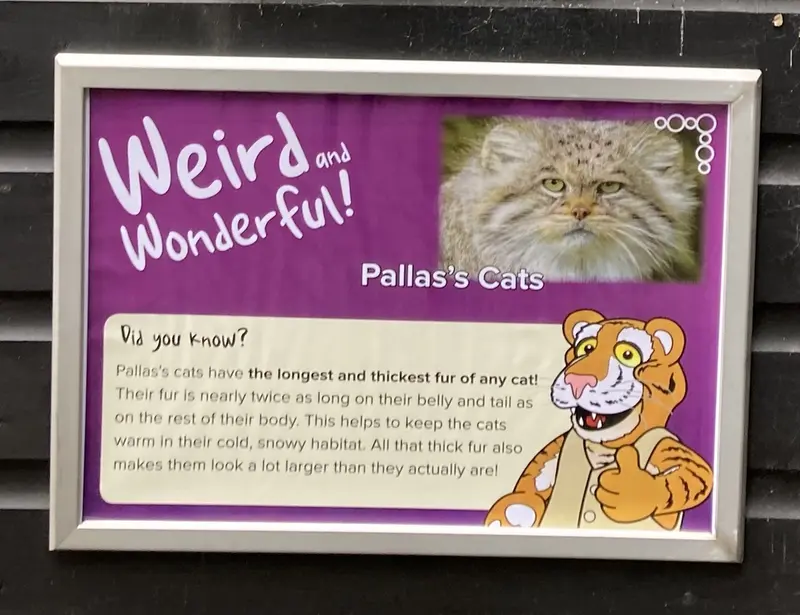 バナム動物園のマヌルネコの写真