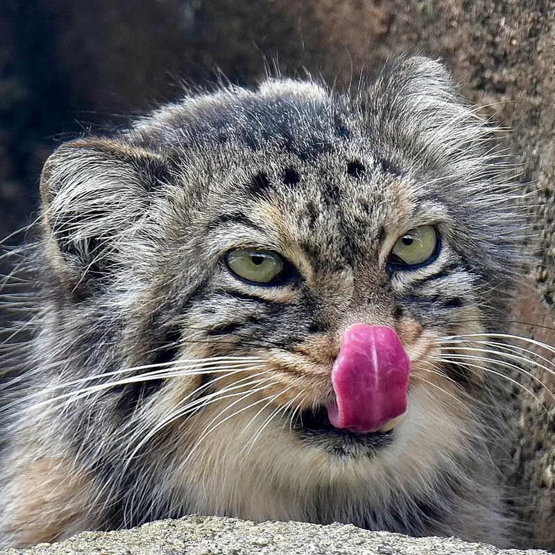 神戸市立王子動物園のマヌルネコのペッキー