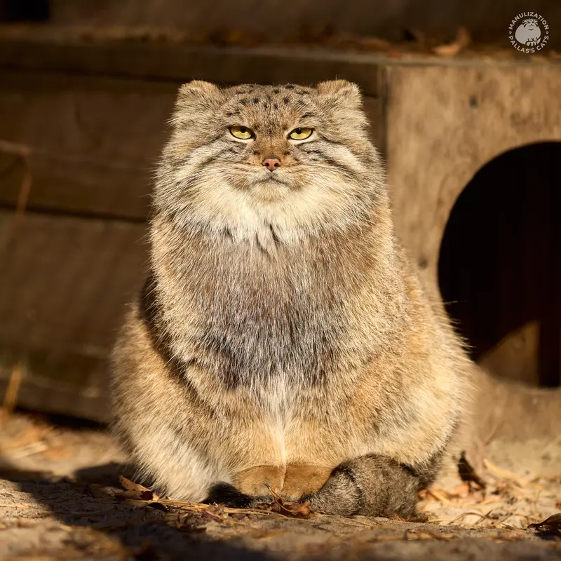 ノヴォシビルスク動物園のスネジャナの写真