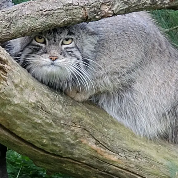 ニアビ動物園のタイ・チーの写真