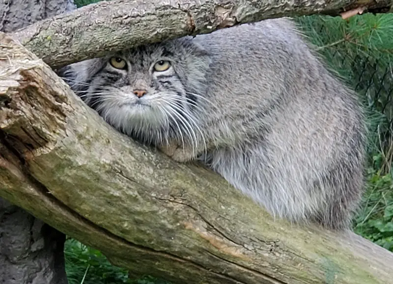 ニアビ動物園のタイ・チーの写真